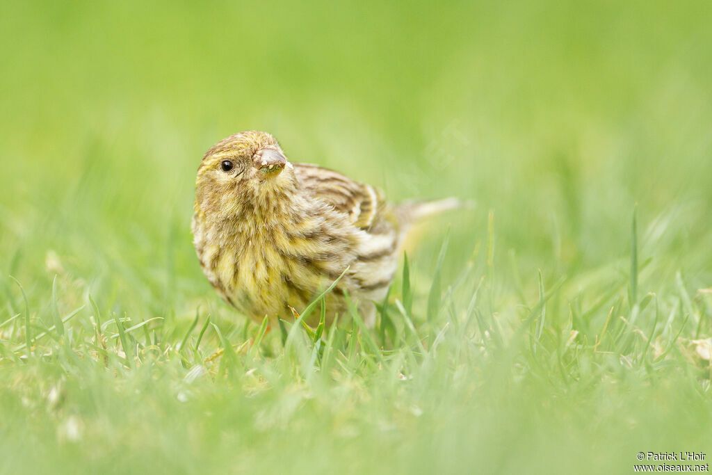 Serin cini femelle adulte