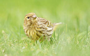 European Serin