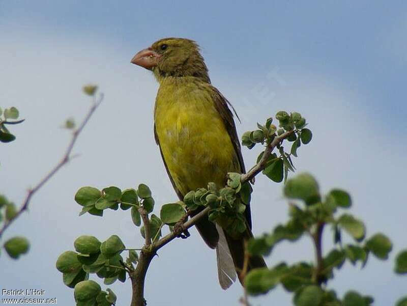 Southern Grosbeak-Canary male adult, pigmentation