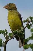 Southern Grosbeak-Canary