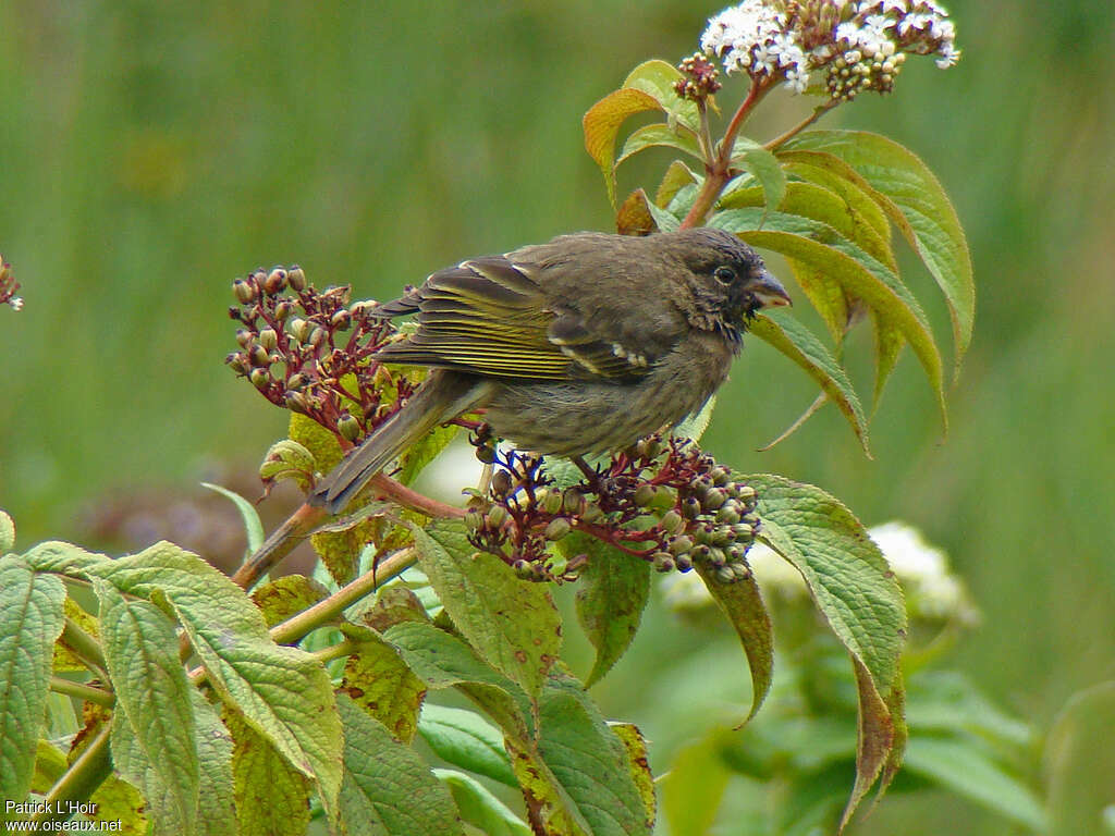 Serin de Burtonadulte, identification