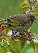 Thick-billed Seedeater