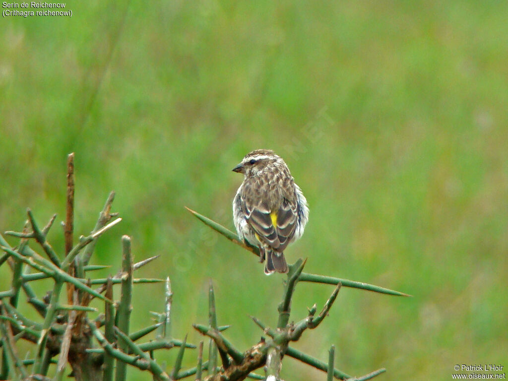 Serin de Reichenow