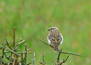 Serin de Reichenow