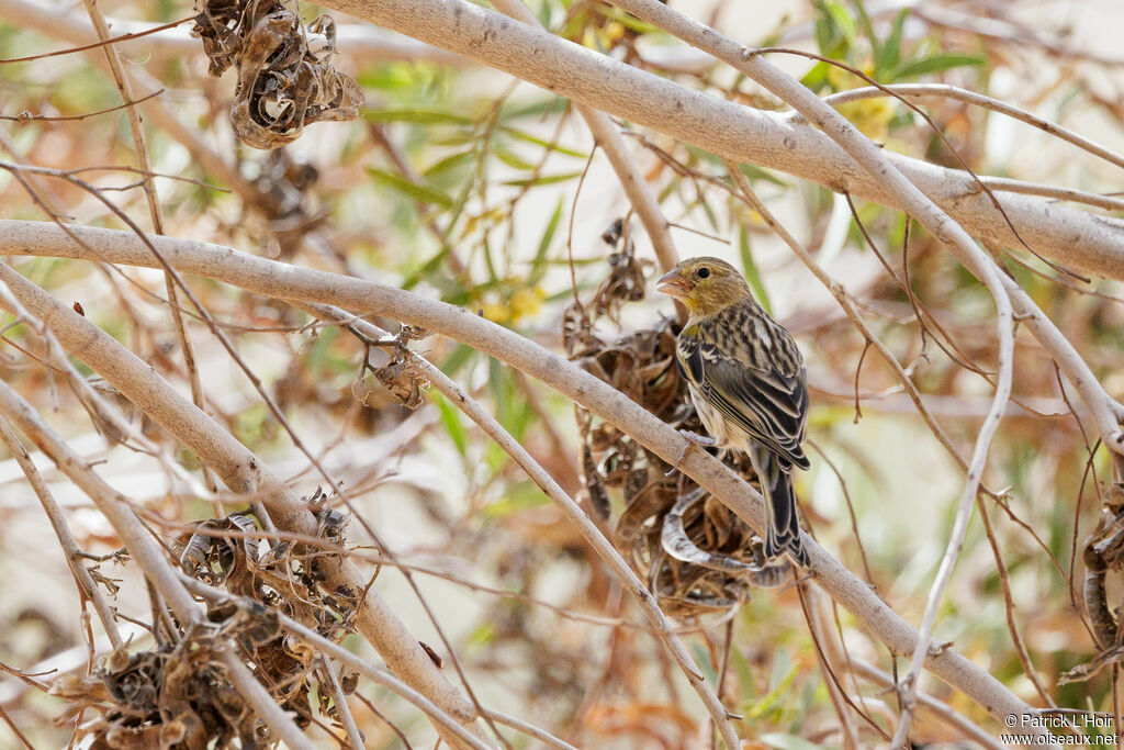 Serin des Canaries femelle adulte