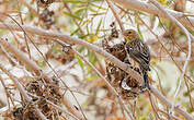 Serin des Canaries