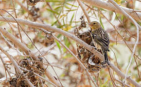 Atlantic Canary