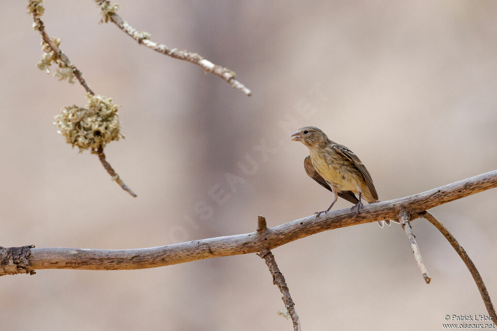 Atlantic Canary