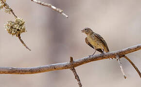 Atlantic Canary