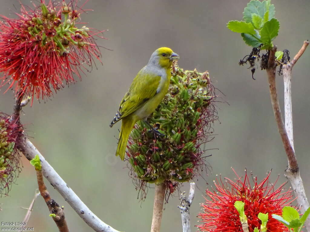 Serin du Cap mâle adulte, pigmentation, mange