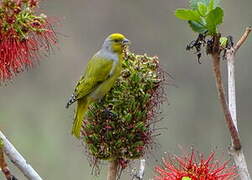 Serin du Cap