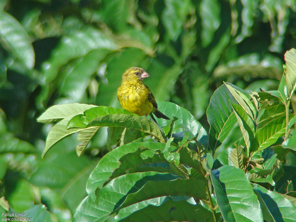 Serin du Koli mâle adulte, portrait