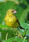 Papyrus Canary