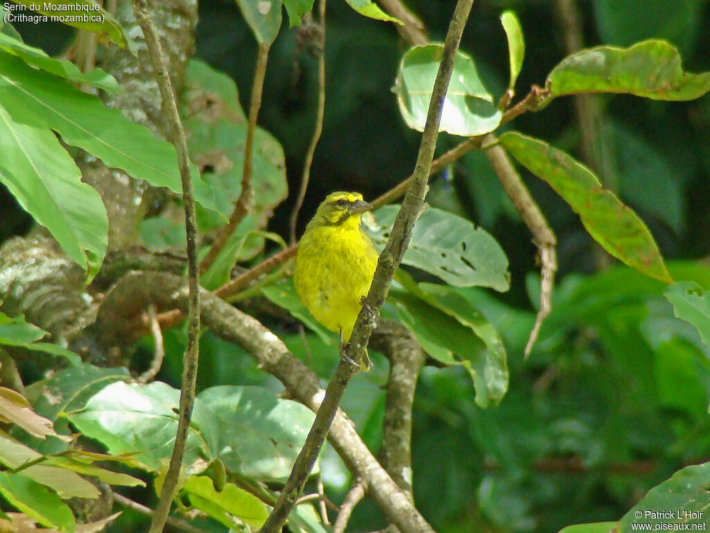 Yellow-fronted Canary