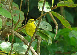 Yellow-fronted Canary