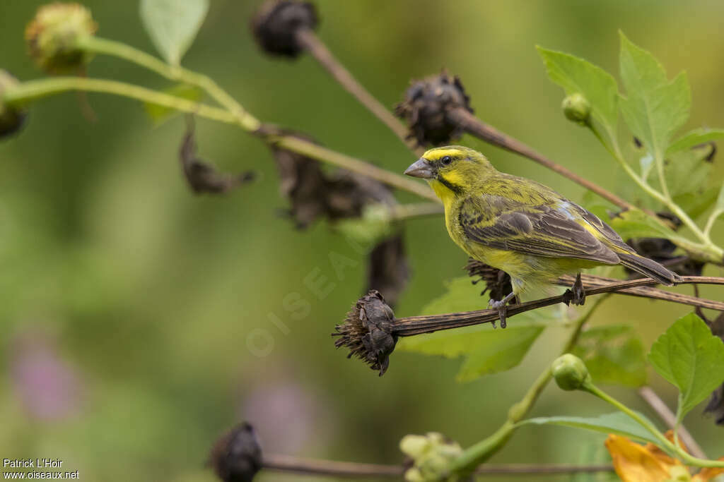 Yellow-fronted Canary male adult breeding, identification