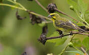 Serin du Mozambique