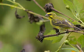 Yellow-fronted Canary