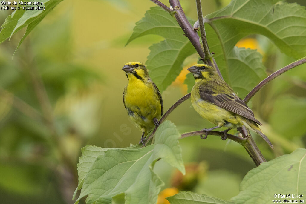 Yellow-fronted Canary