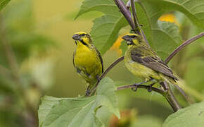 Yellow-fronted Canary