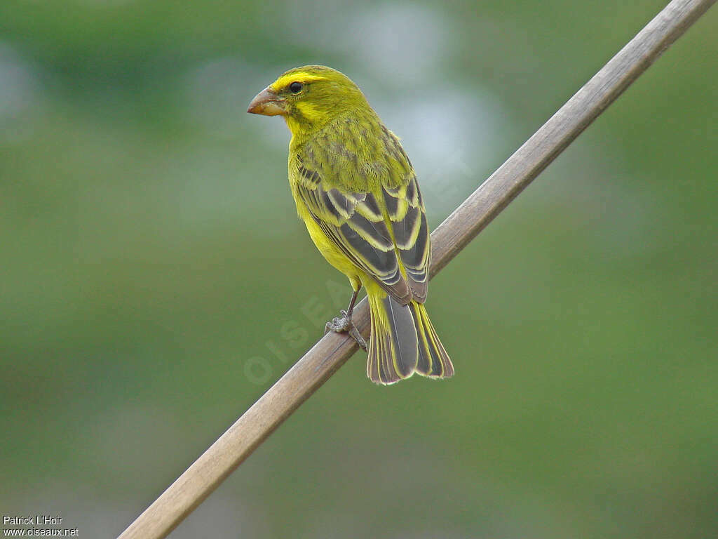 Brimstone Canary male adult breeding, identification