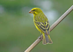 Serin soufré