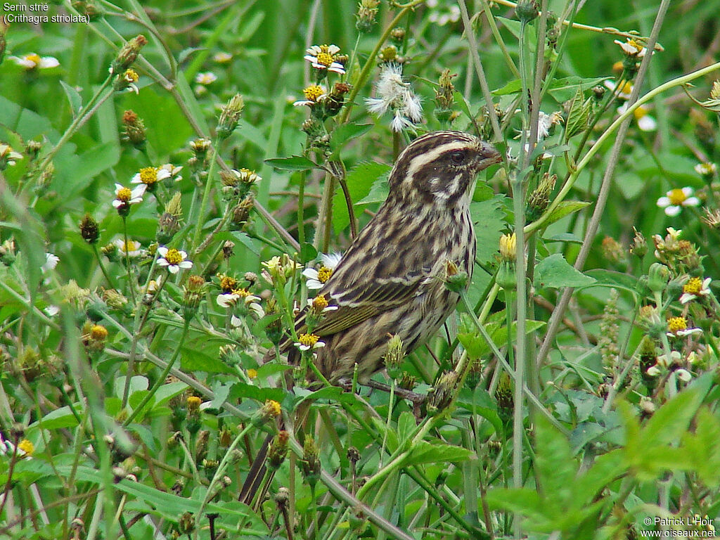 Streaky Seedeater