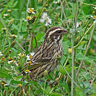 Serin strié
