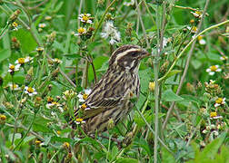 Serin strié