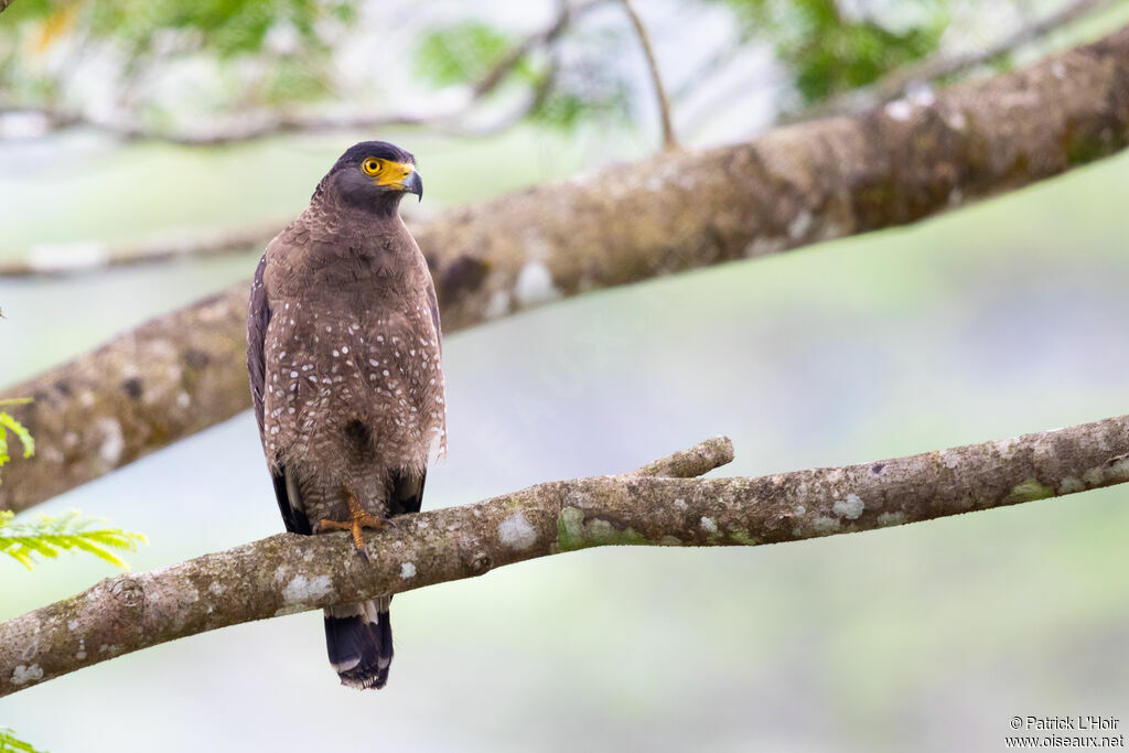 Crested Serpent Eagle