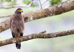 Crested Serpent Eagle