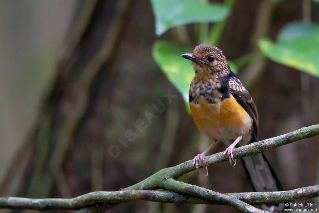 White-rumped Shama