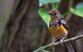 White-rumped Shama