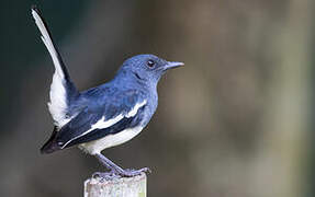 Oriental Magpie-Robin