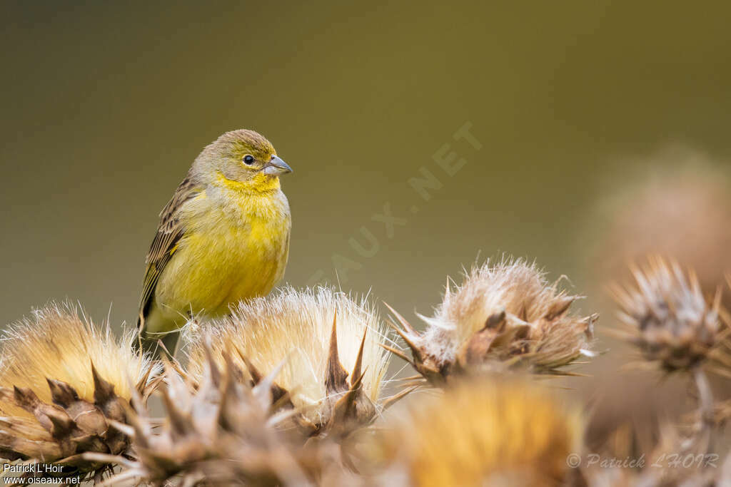 Grassland Yellow Finchadult, aspect