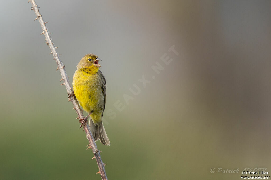 Grassland Yellow Finch