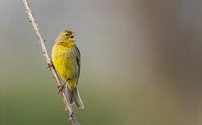 Grassland Yellow Finch