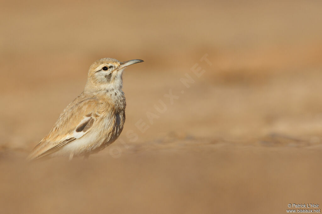 Greater Hoopoe-Lark