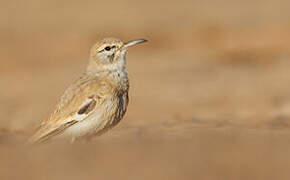 Greater Hoopoe-Lark