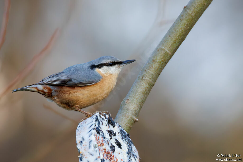 Eurasian Nuthatch