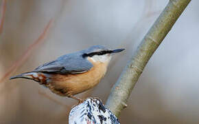 Eurasian Nuthatch