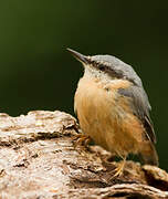 Eurasian Nuthatch