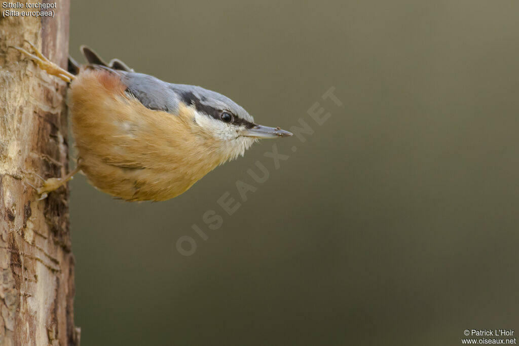 Eurasian Nuthatchadult