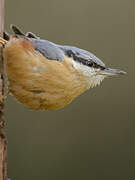 Eurasian Nuthatch