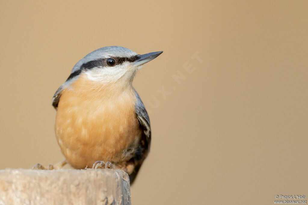 Eurasian Nuthatch