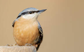 Eurasian Nuthatch