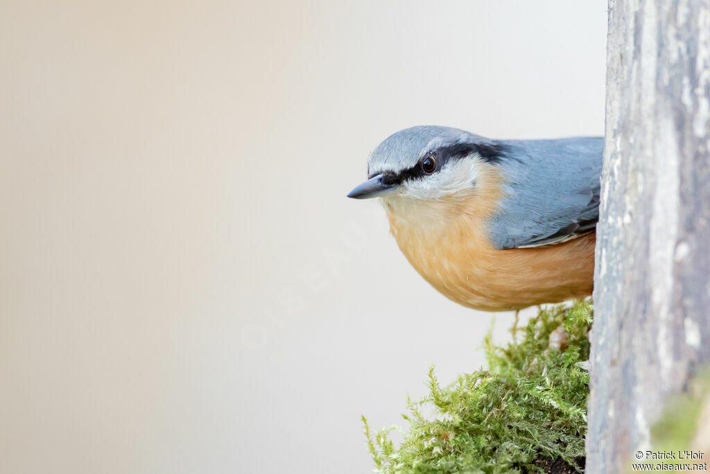 Eurasian Nuthatch