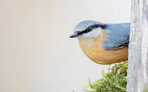 Eurasian Nuthatch