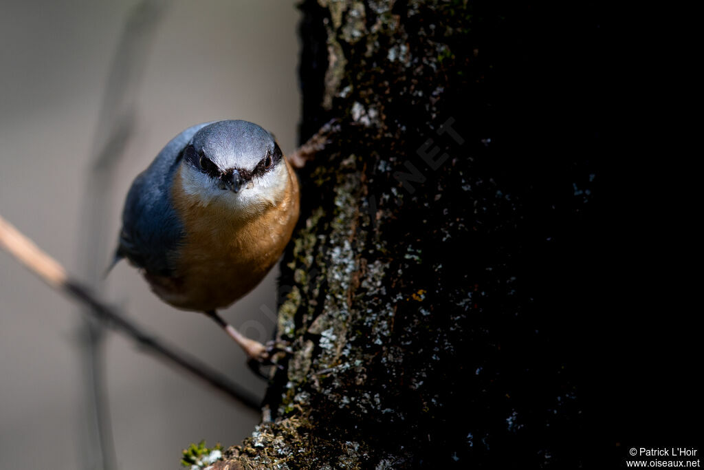 Eurasian Nuthatch