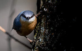 Eurasian Nuthatch